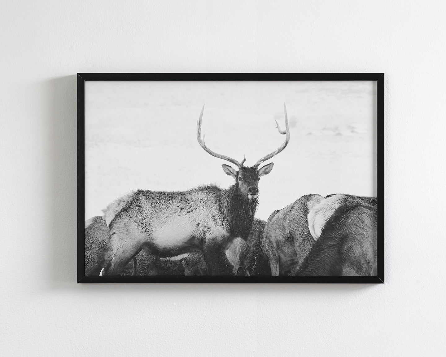 Winter Elk