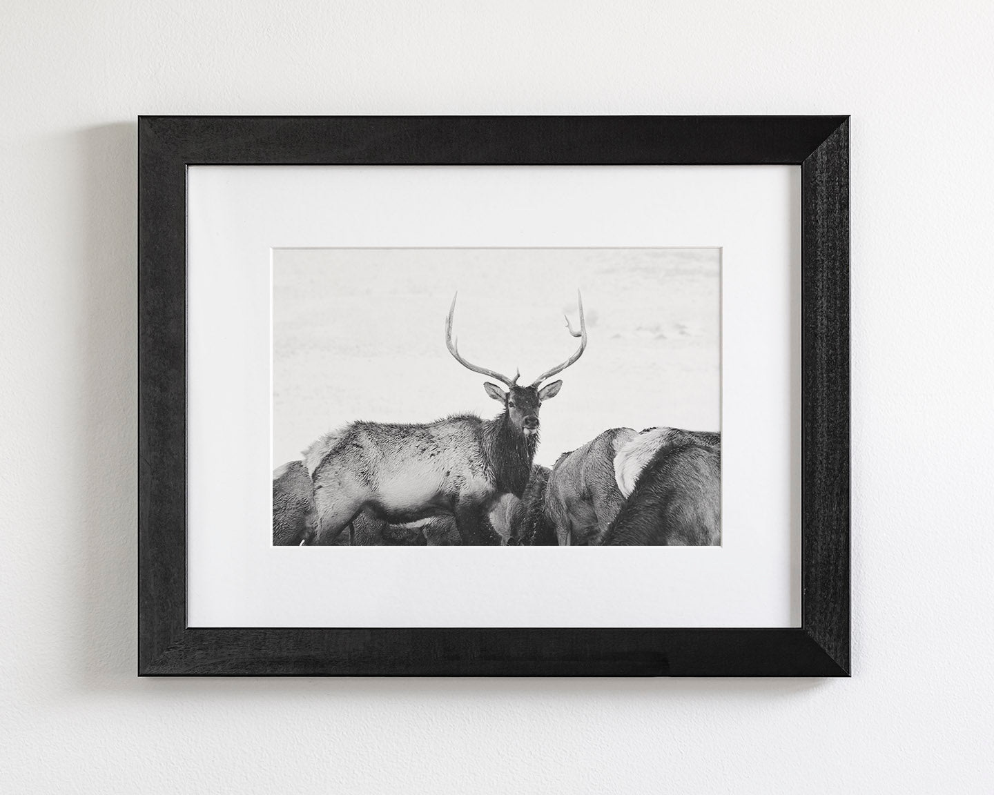Winter Elk