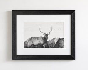 Winter Elk