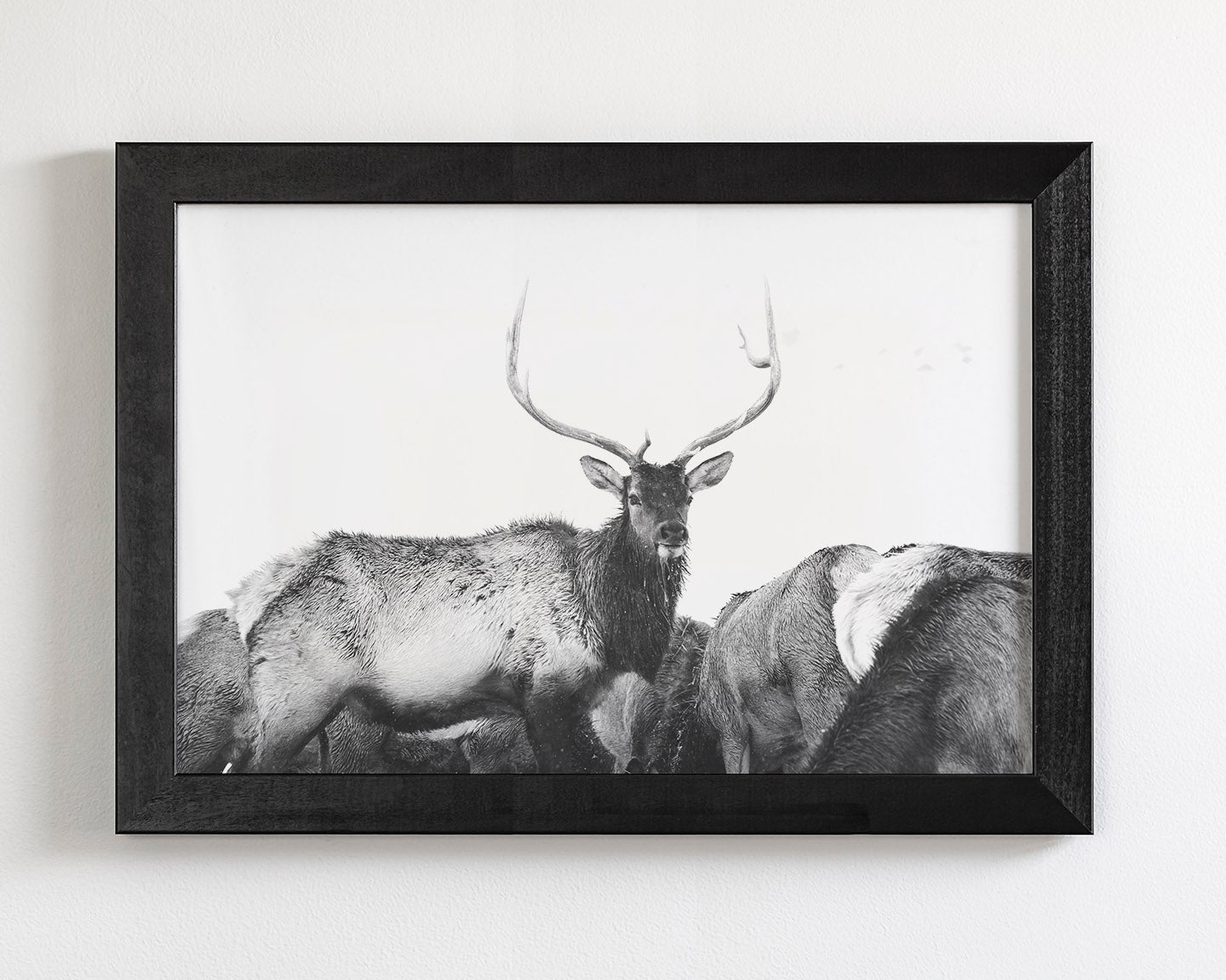 Winter Elk