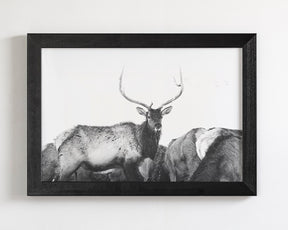 Winter Elk