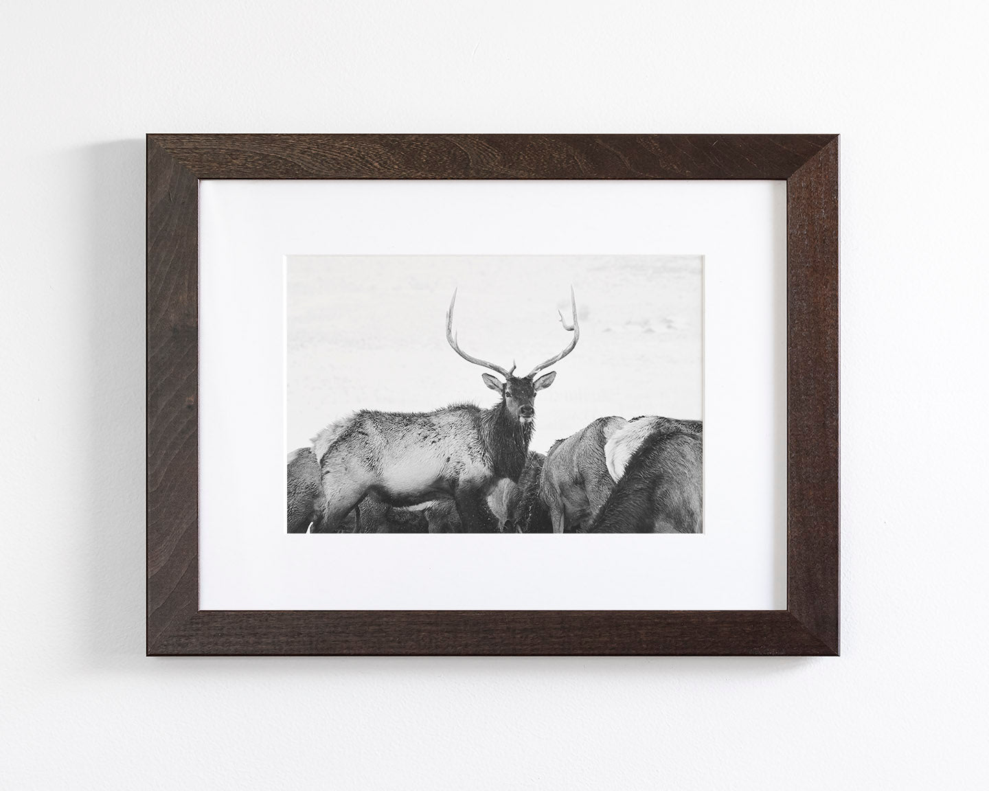 Winter Elk