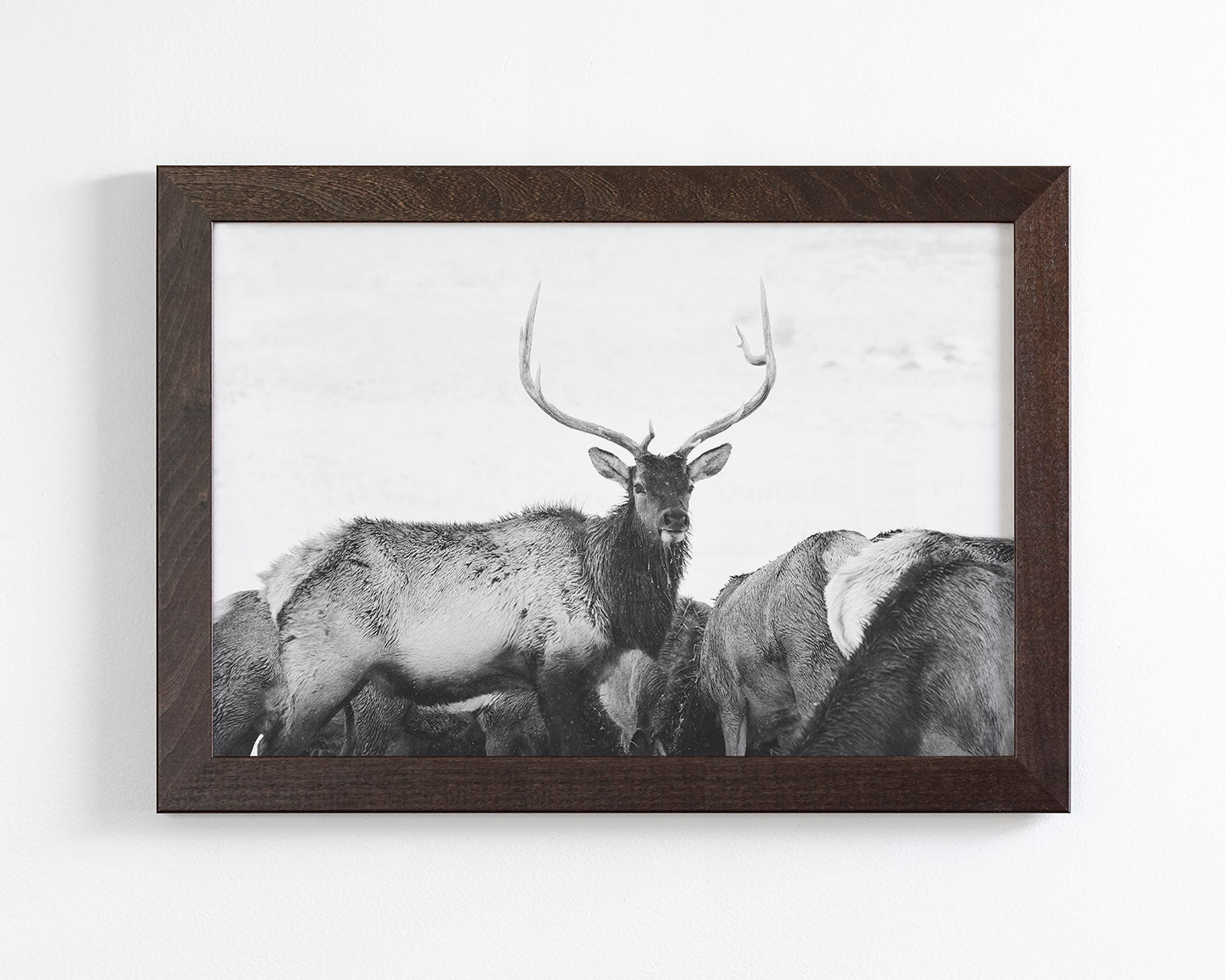 Winter Elk