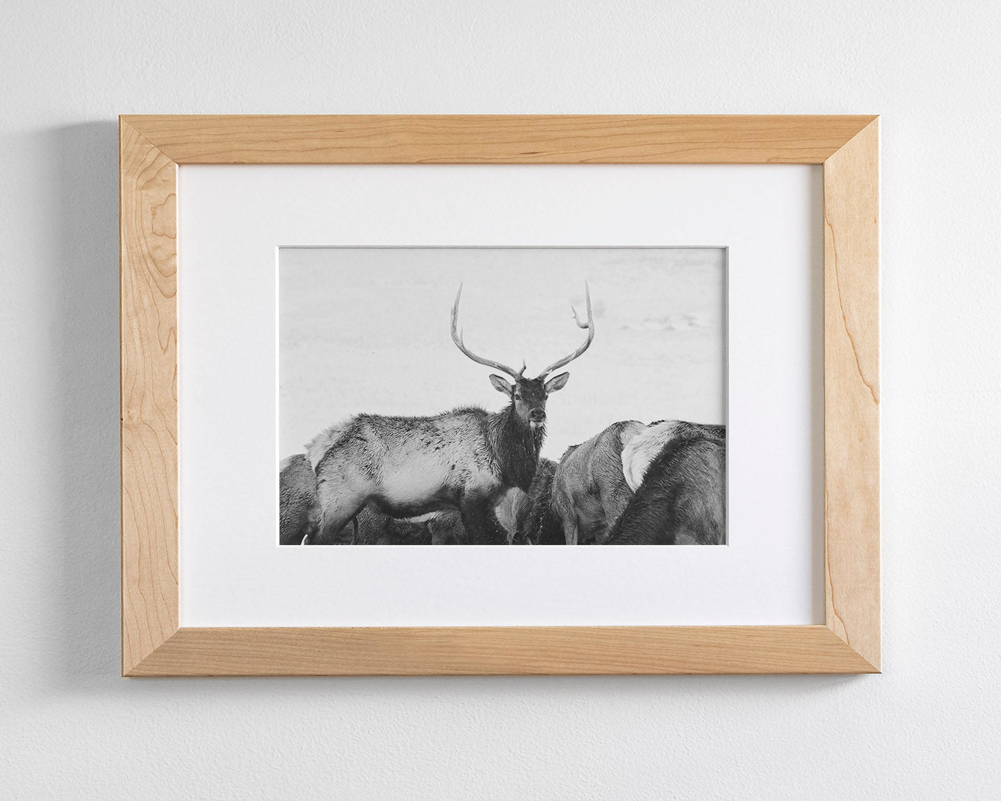Winter Elk