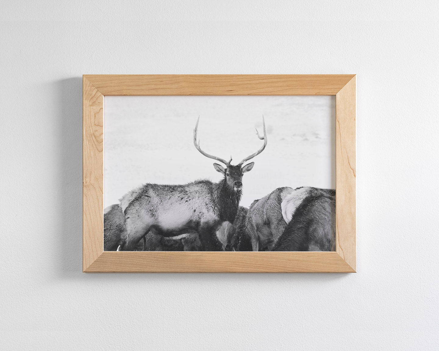 Winter Elk