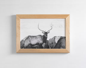 Winter Elk