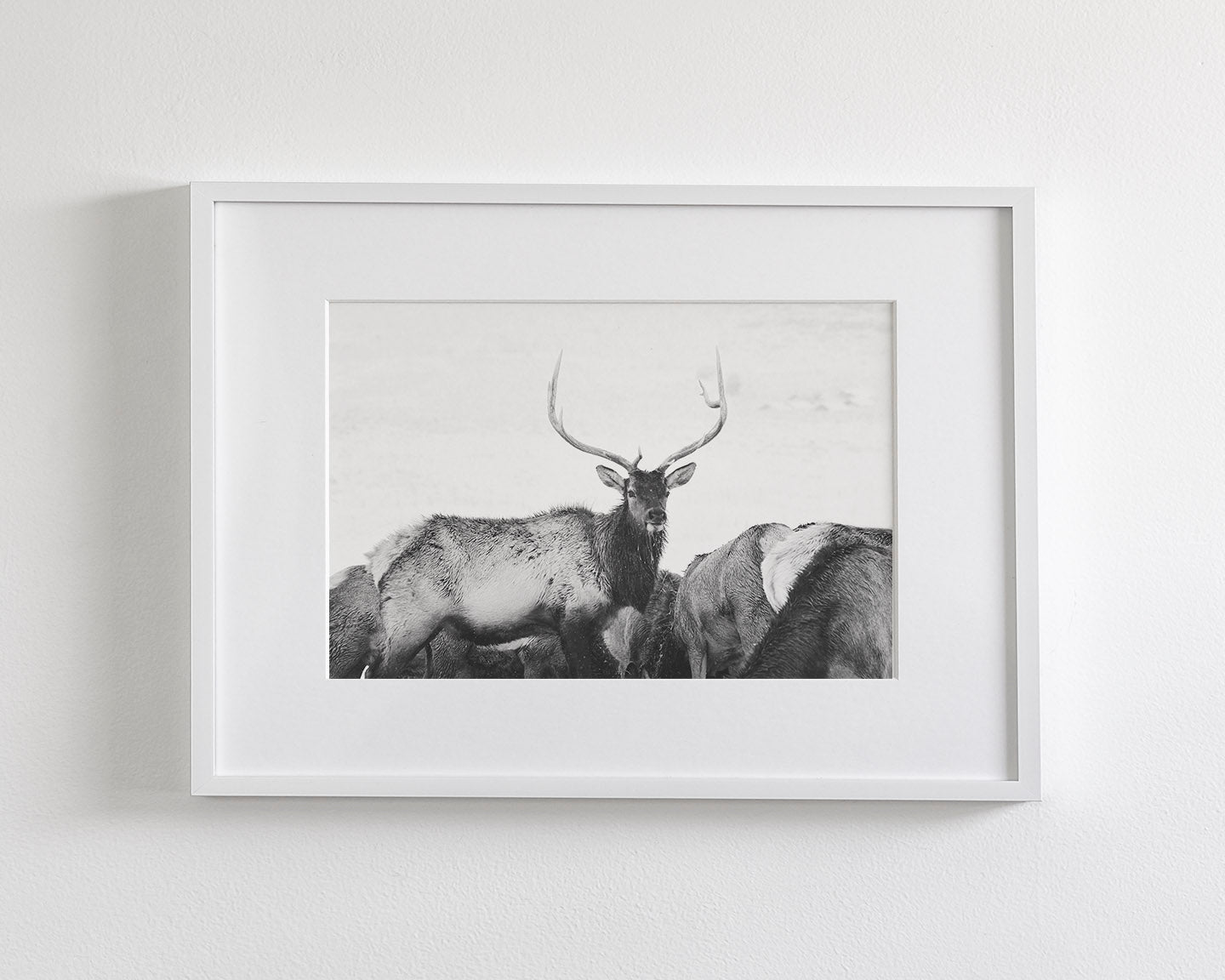 Winter Elk