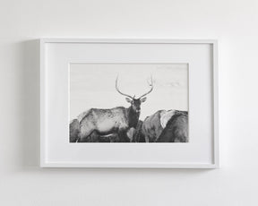 Winter Elk