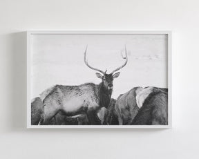 Winter Elk