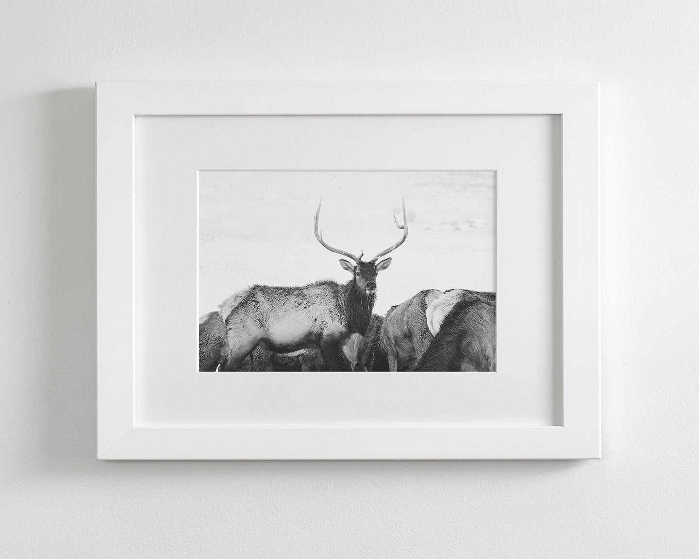 Winter Elk