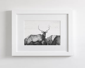 Winter Elk