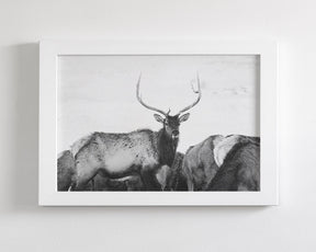 Winter Elk