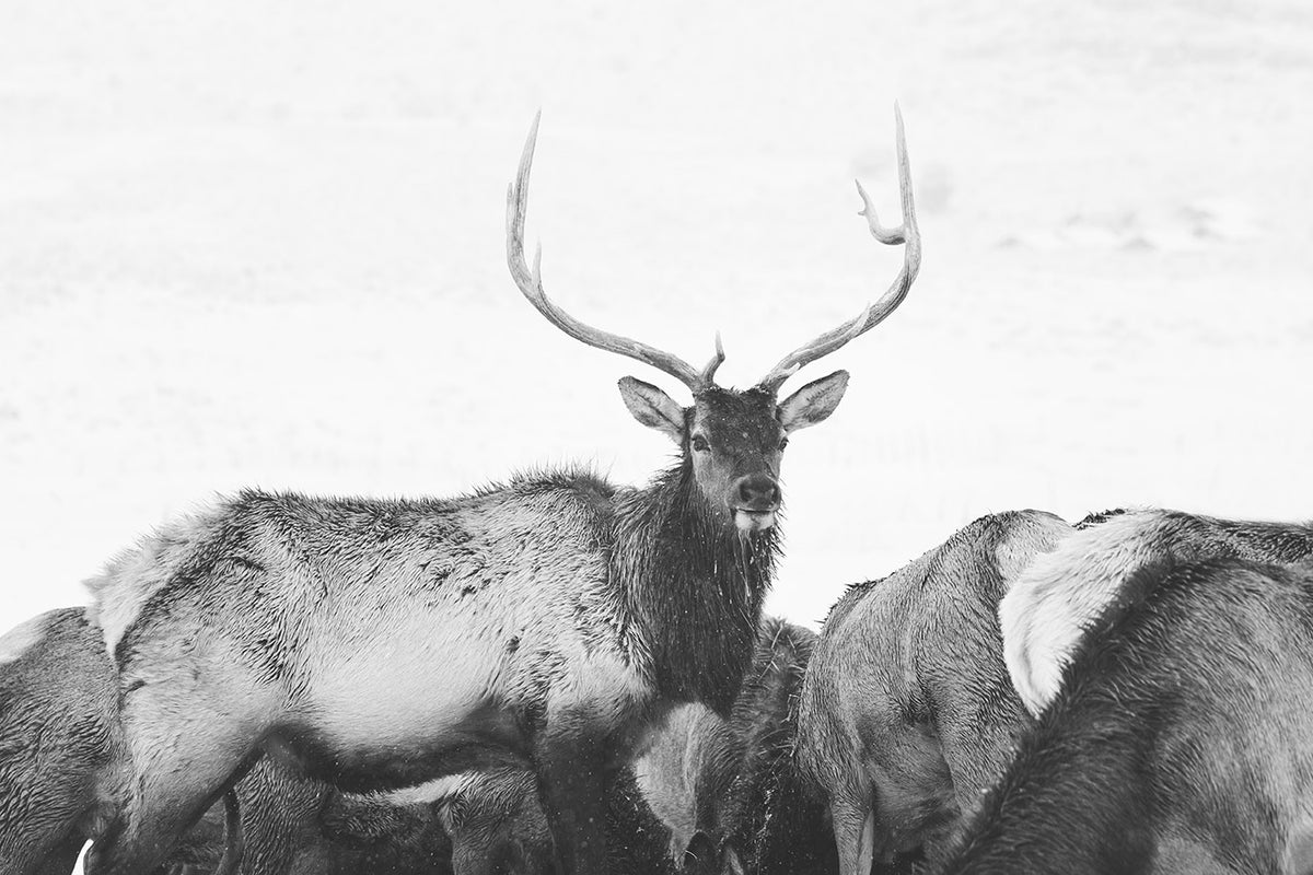 Winter Elk
