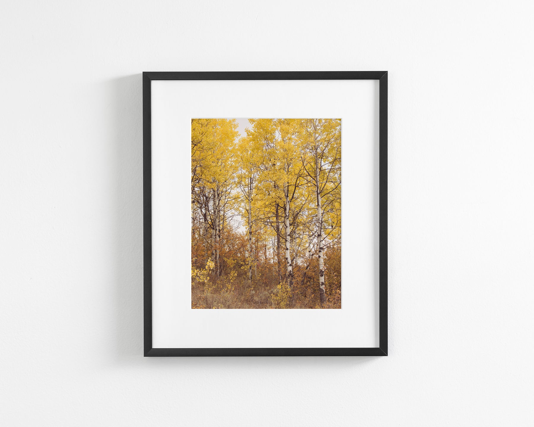 Yellow Aspens