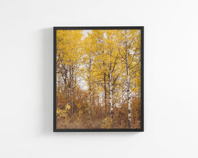 Yellow Aspens