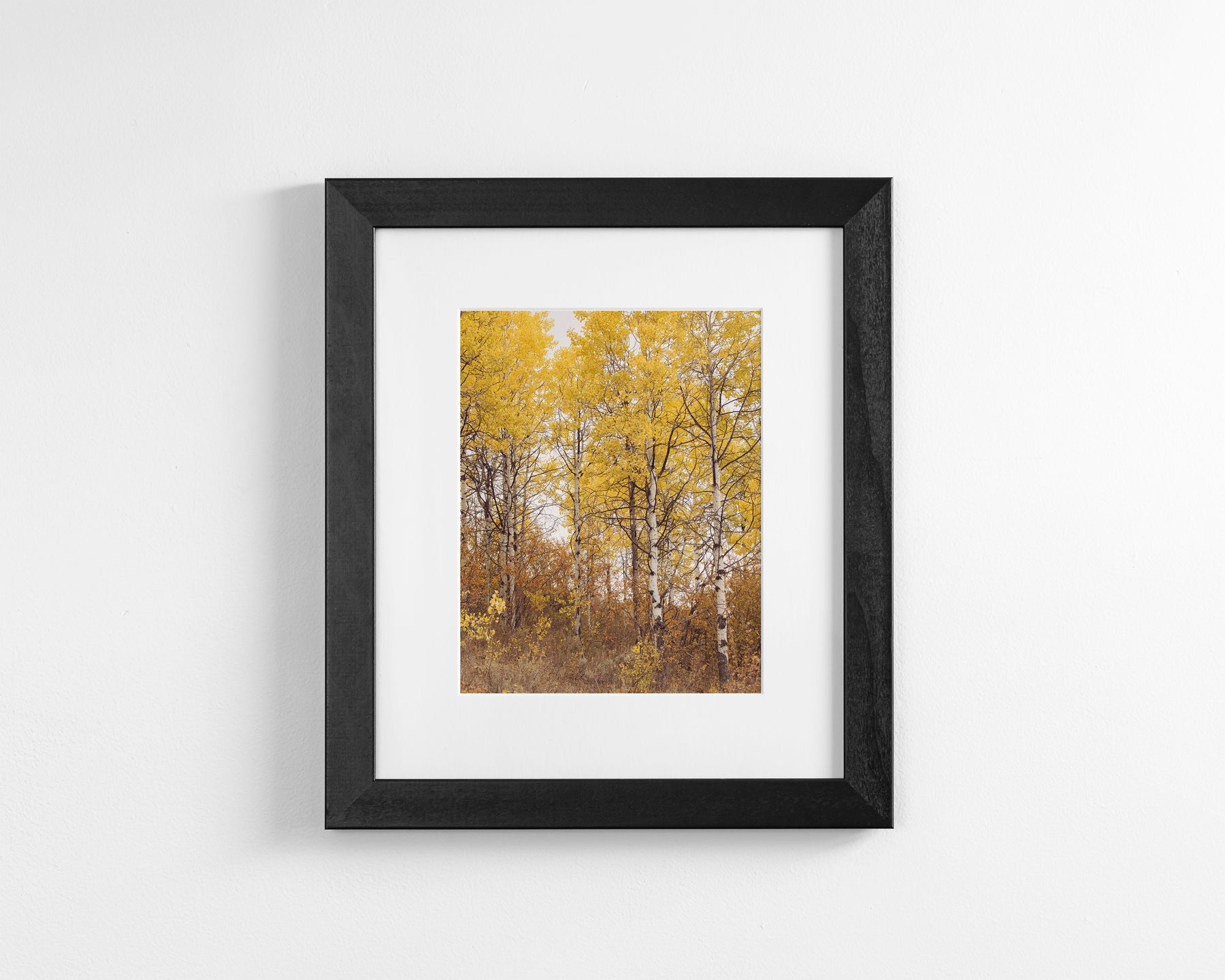 Yellow Aspens