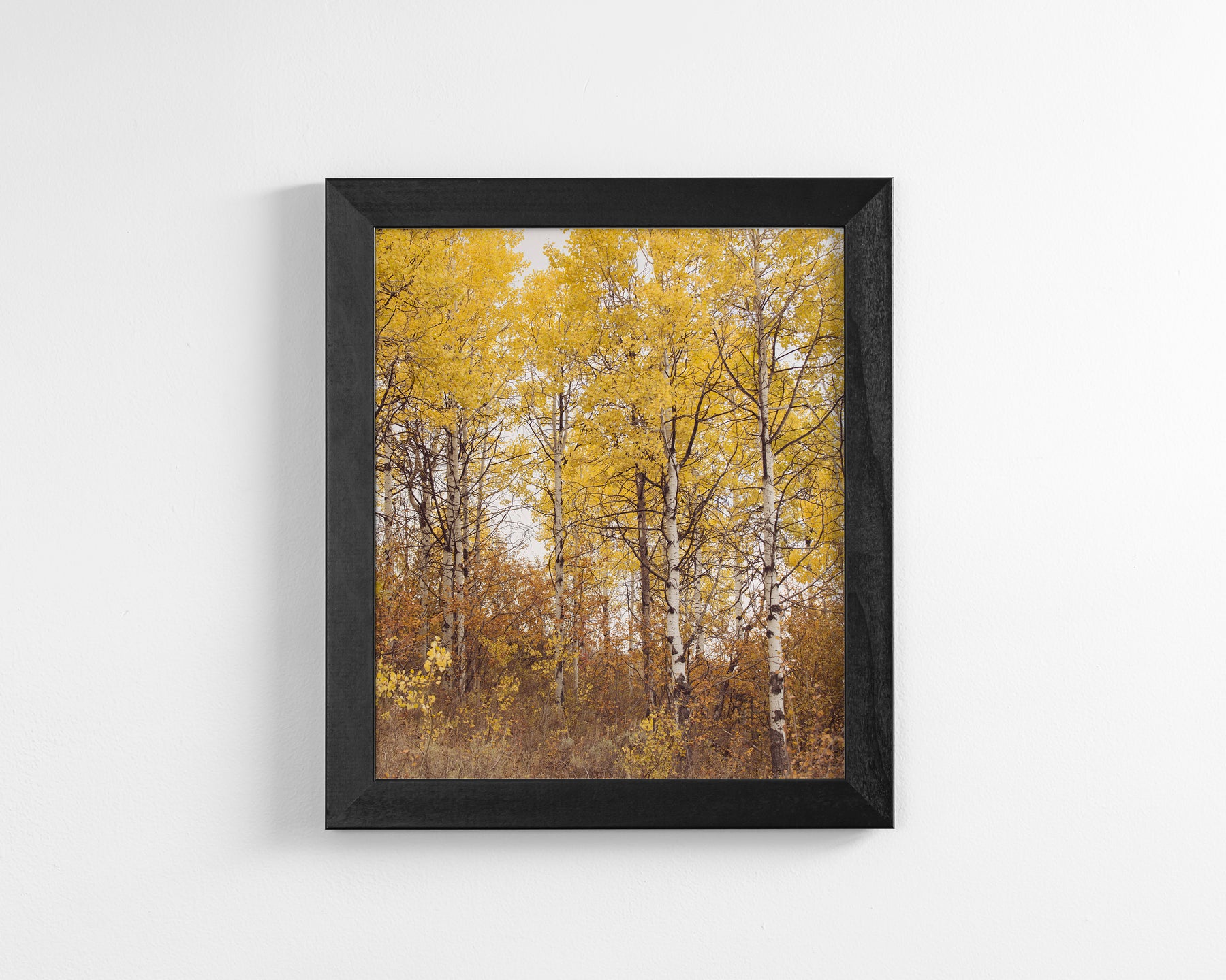 Yellow Aspens