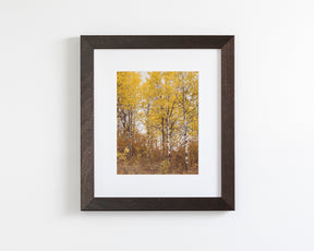 Yellow Aspens