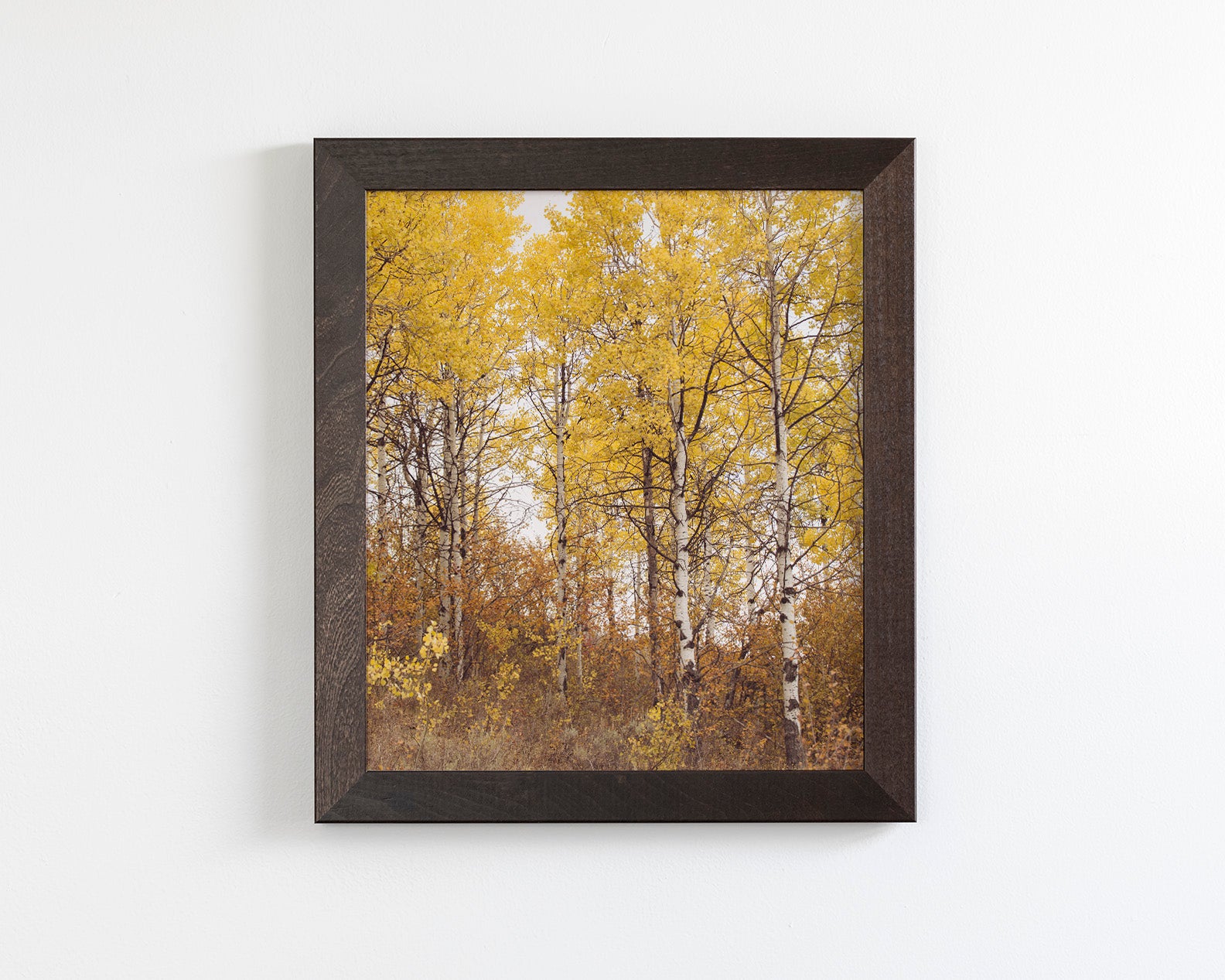 Yellow Aspens