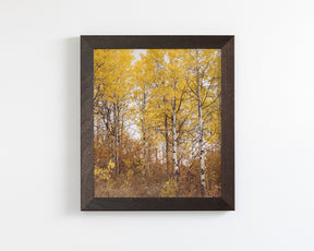 Yellow Aspens