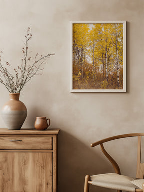 Yellow Aspens