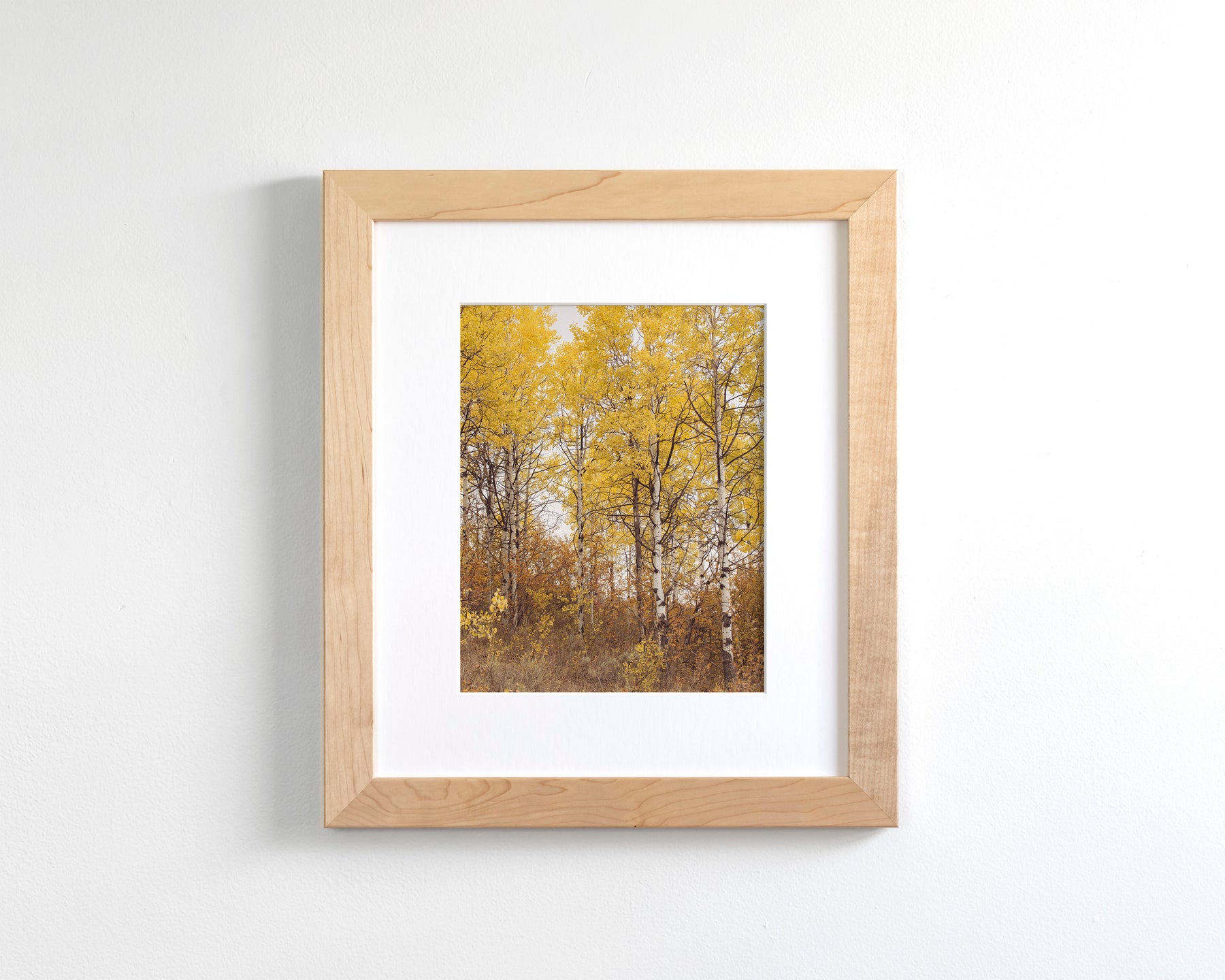 Yellow Aspens