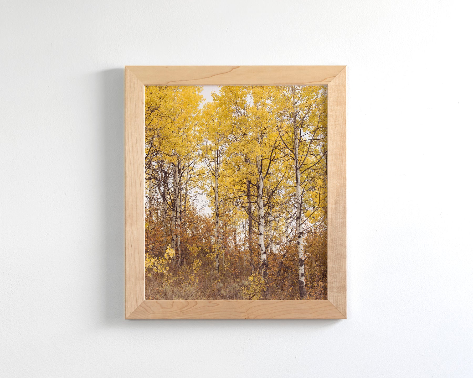 Yellow Aspens