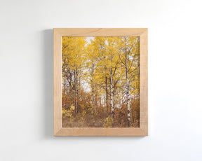 Yellow Aspens