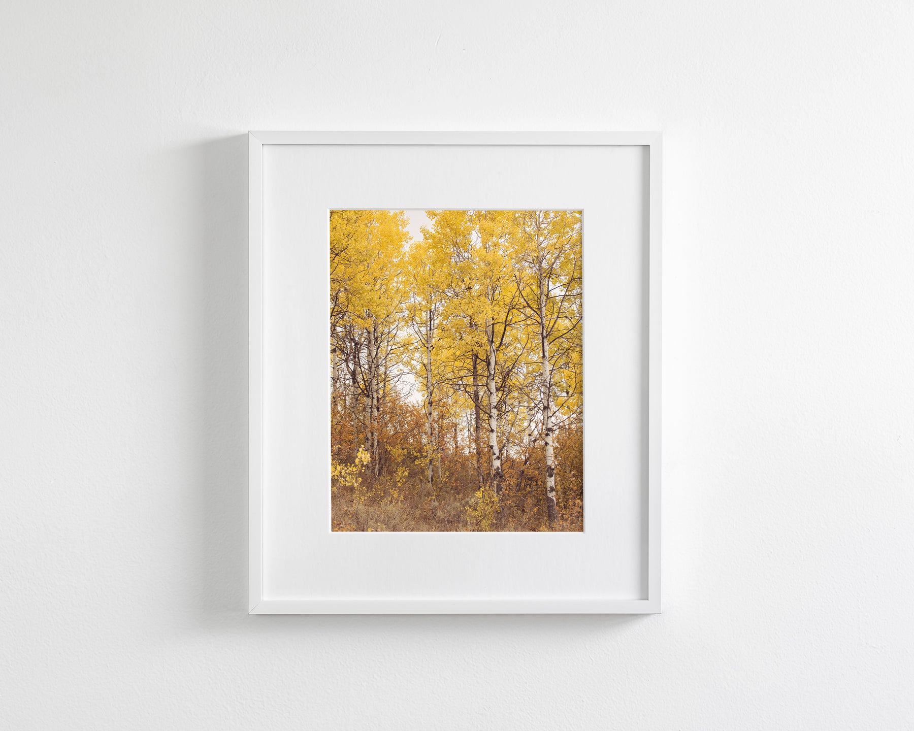 Yellow Aspens