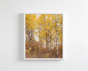 Yellow Aspens