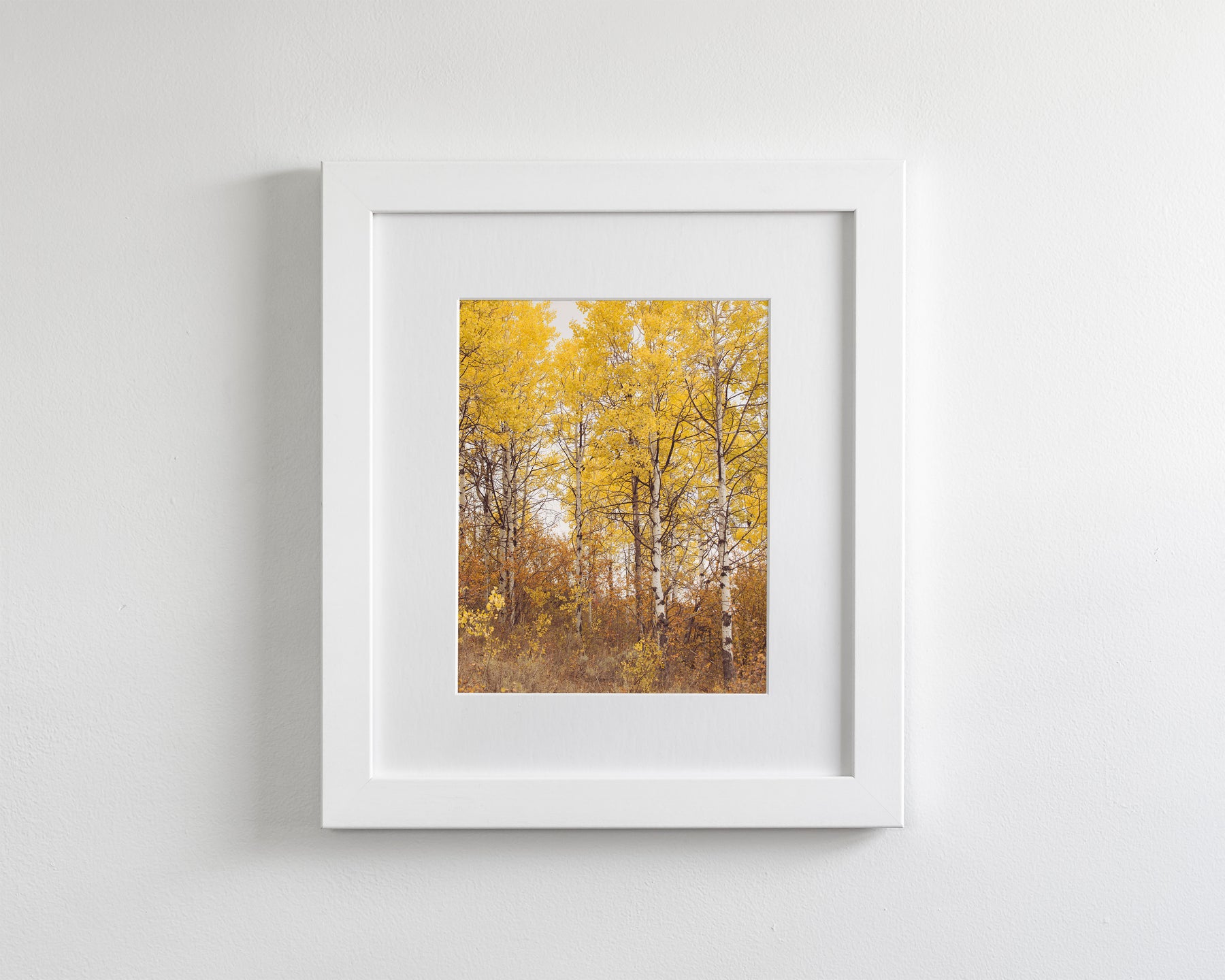 Yellow Aspens