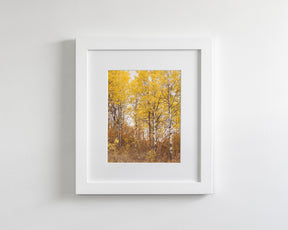 Yellow Aspens