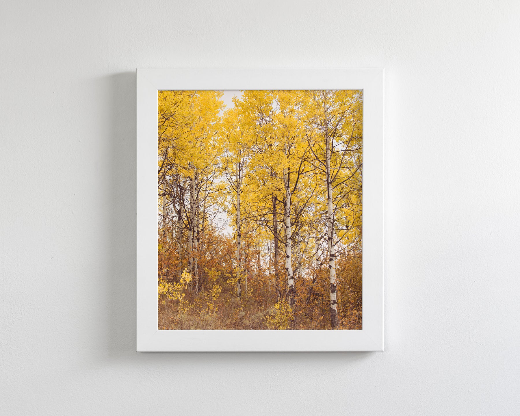 Yellow Aspens
