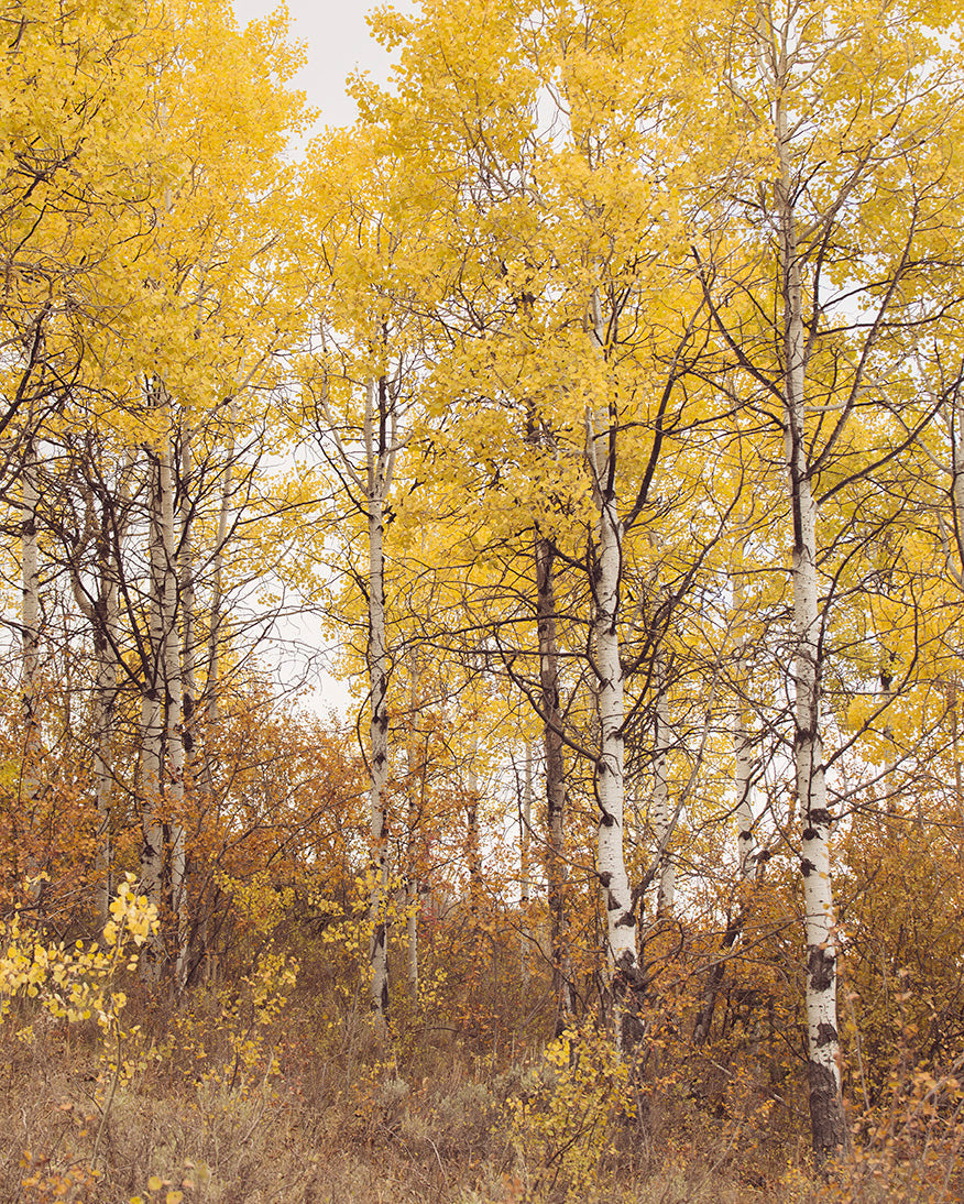 Yellow Aspens