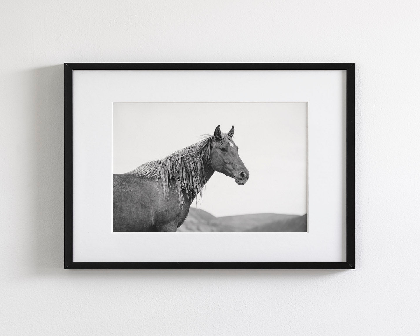 Wild Mare in Black and White