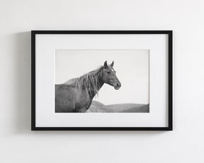 Wild Mare in Black and White
