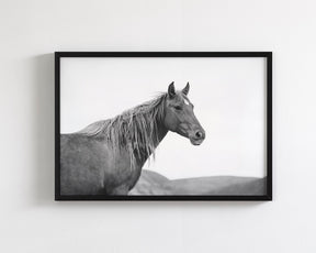 Wild Mare in Black and White