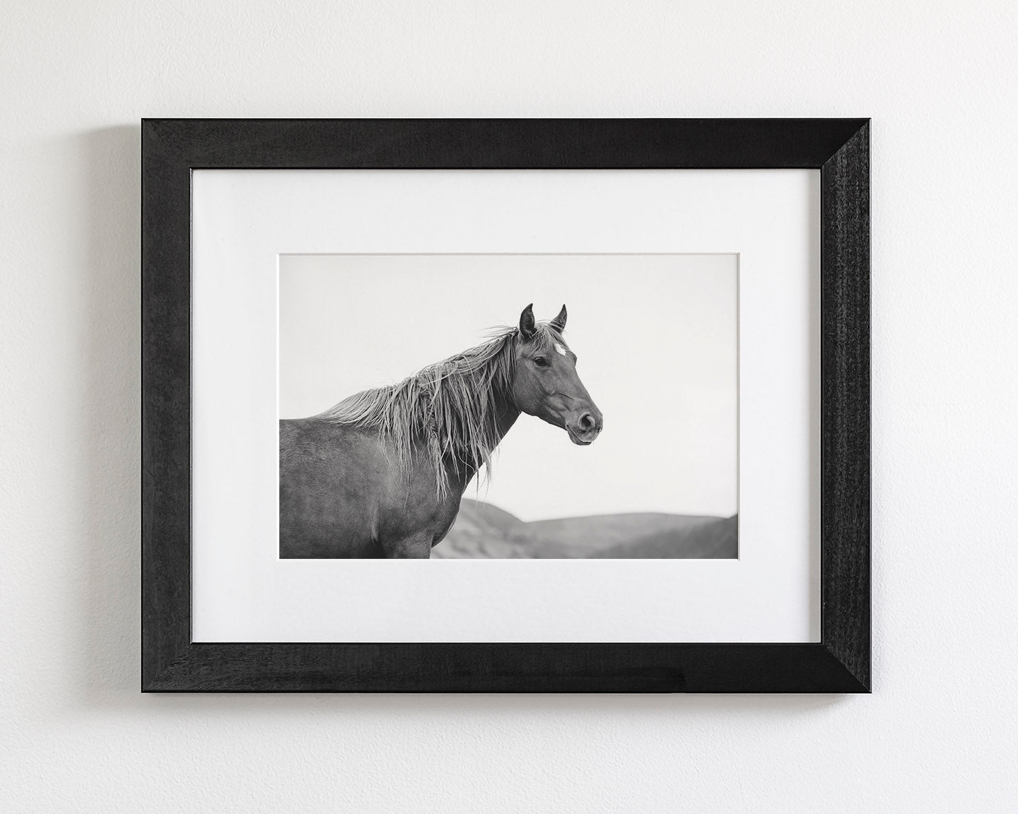 Wild Mare in Black and White