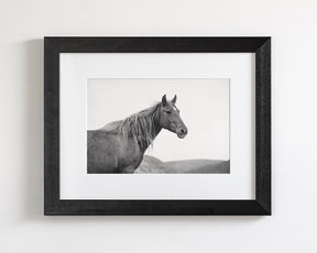 Wild Mare in Black and White