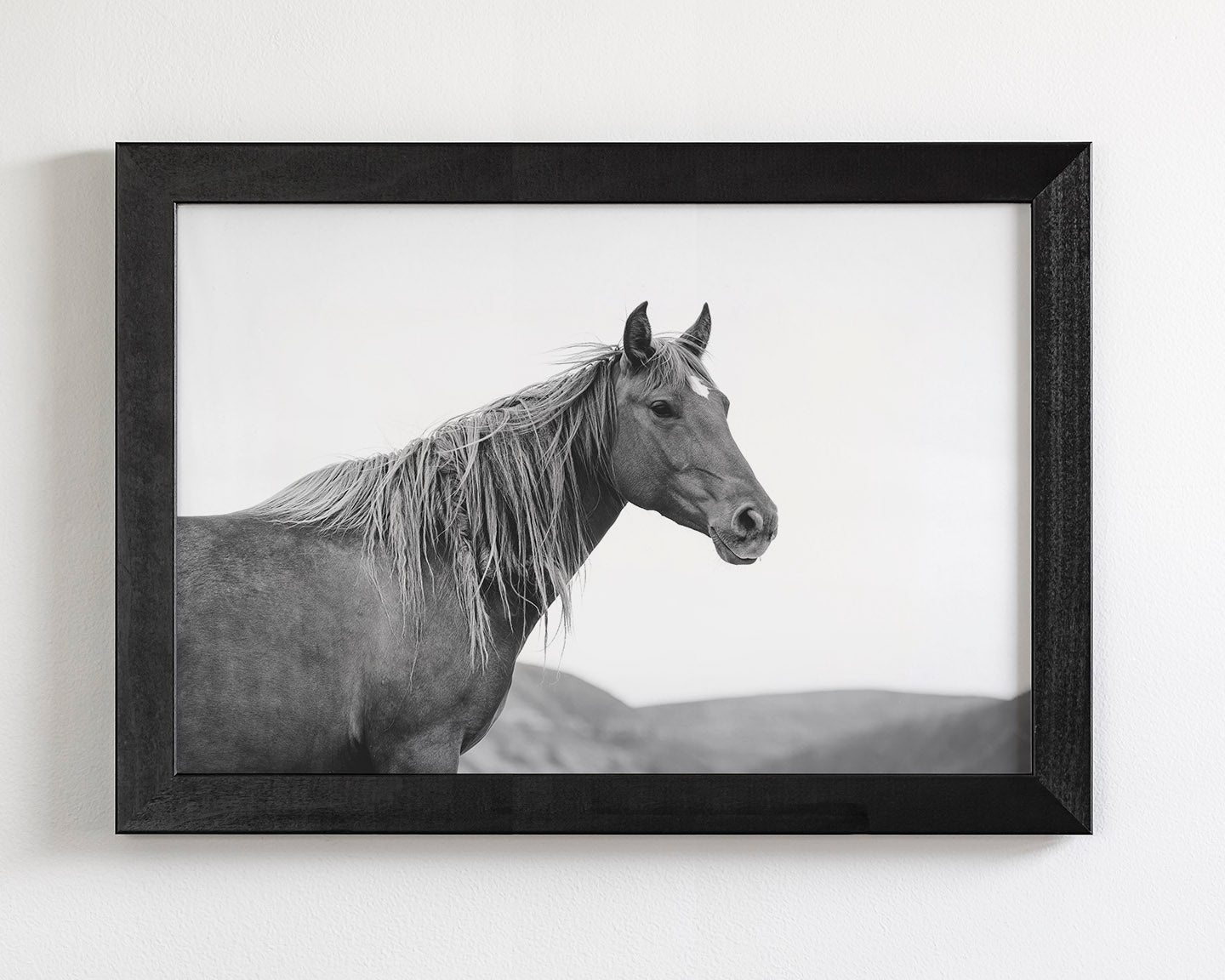 Wild Mare in Black and White