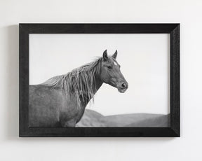 Wild Mare in Black and White