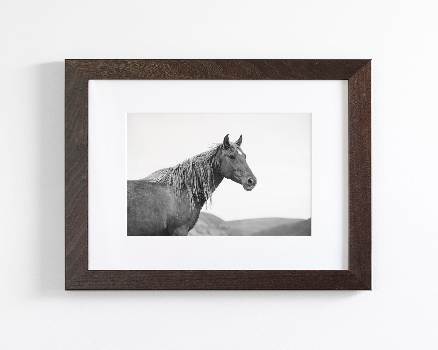 Wild Mare in Black and White