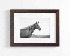 Wild Mare in Black and White