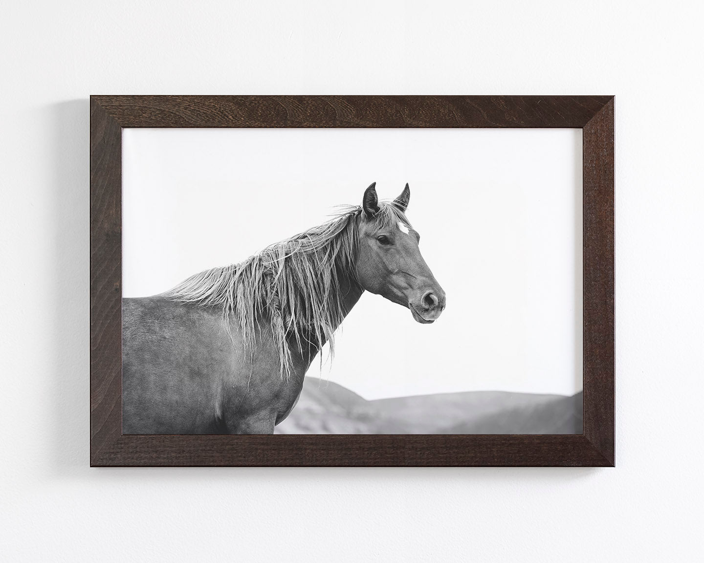 Wild Mare in Black and White