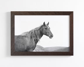 Wild Mare in Black and White