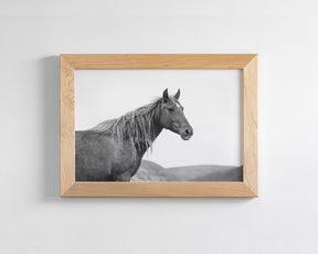 Wild Mare in Black and White