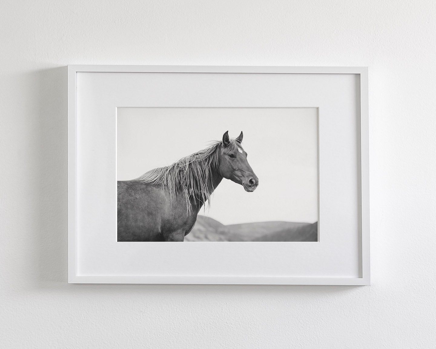 Wild Mare in Black and White