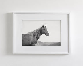 Wild Mare in Black and White