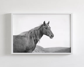 Wild Mare in Black and White