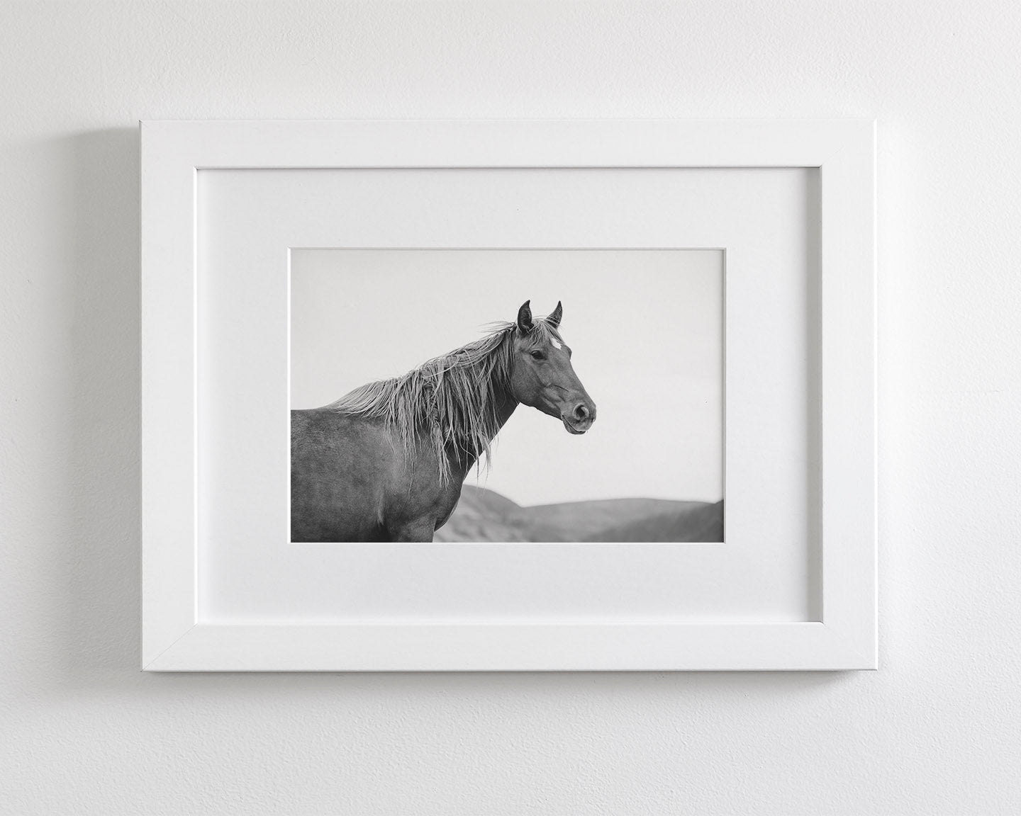 Wild Mare in Black and White
